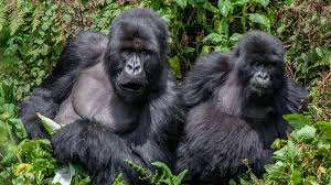 mountain gorillas in Bwindi Impenetrable