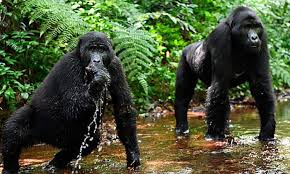 :Chimpanzees in Bwindi